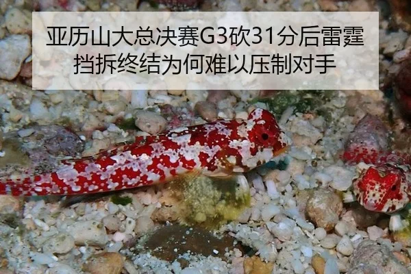 亚历山大总决赛G3砍31分后雷霆挡拆终结为何难以压制对手